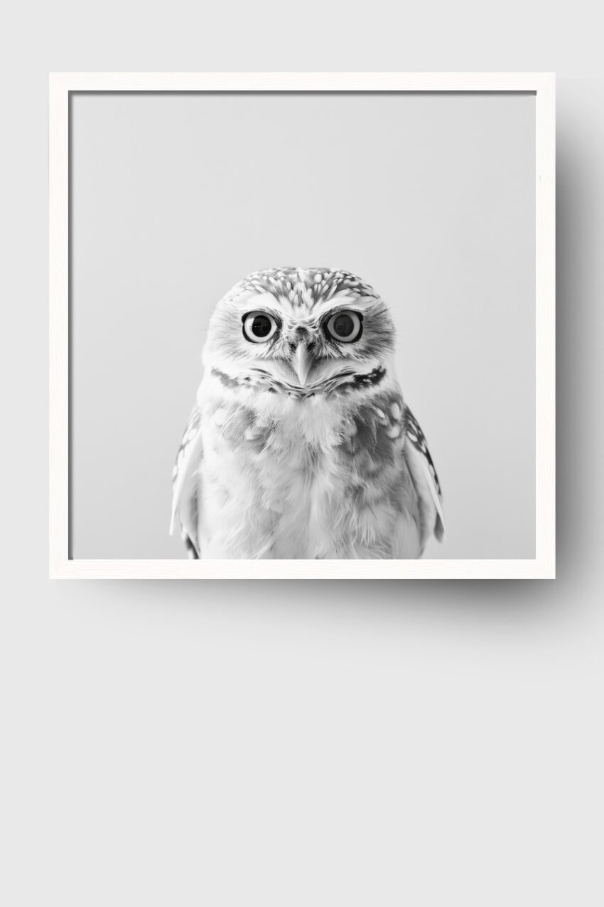 Fotografie Poster Steinkauz Porträt schwarz-weiß