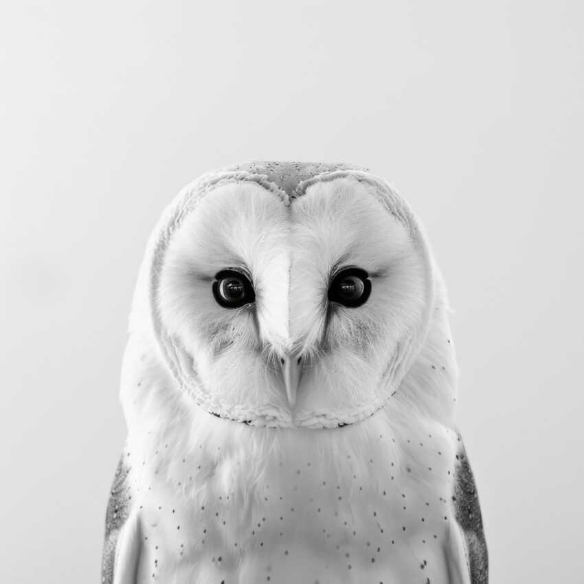Fotografie Poster Schleiereule intensiver Blick schwarz-weiß