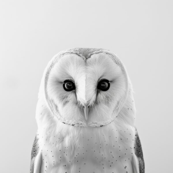 Schleiereule Blick Poster