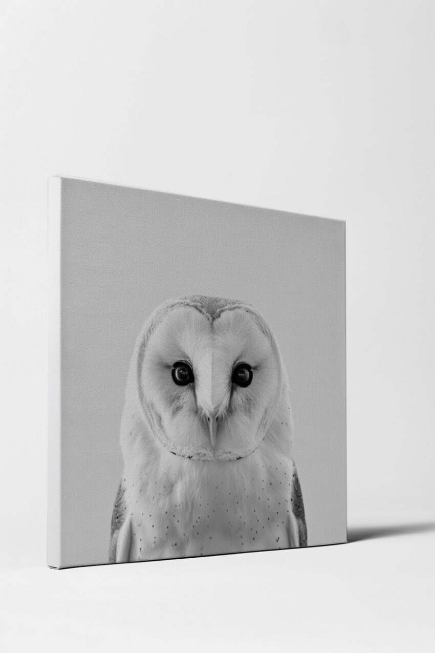 Fotografie Poster Schleiereule intensiver Blick schwarz-weiß