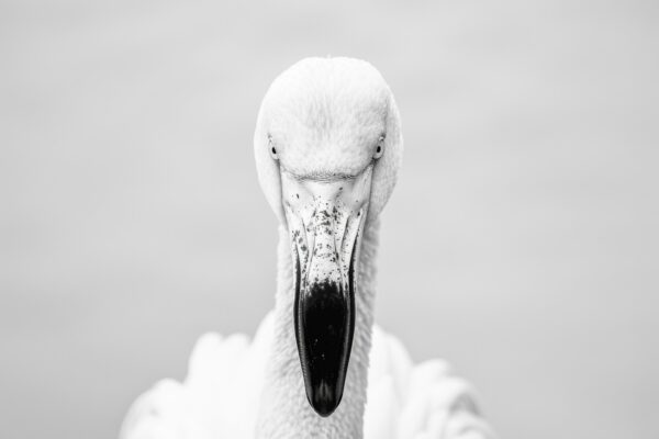 Pelikan Frontal Leinwandbild