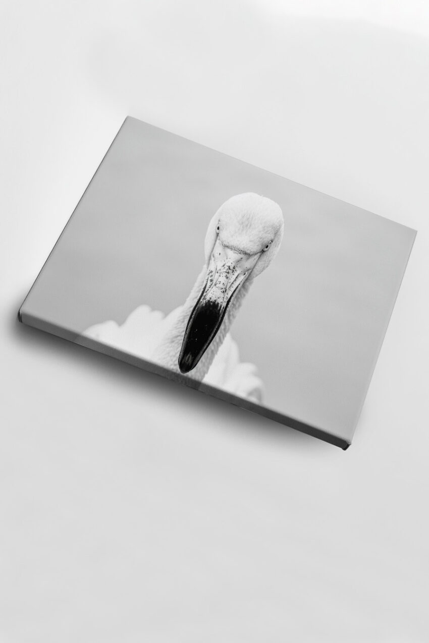 Fotografie Poster Pelikan Kopf schwarz-weiß frontal