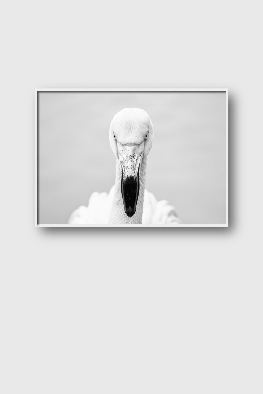 Fotografie Poster Pelikan Kopf schwarz-weiß frontal