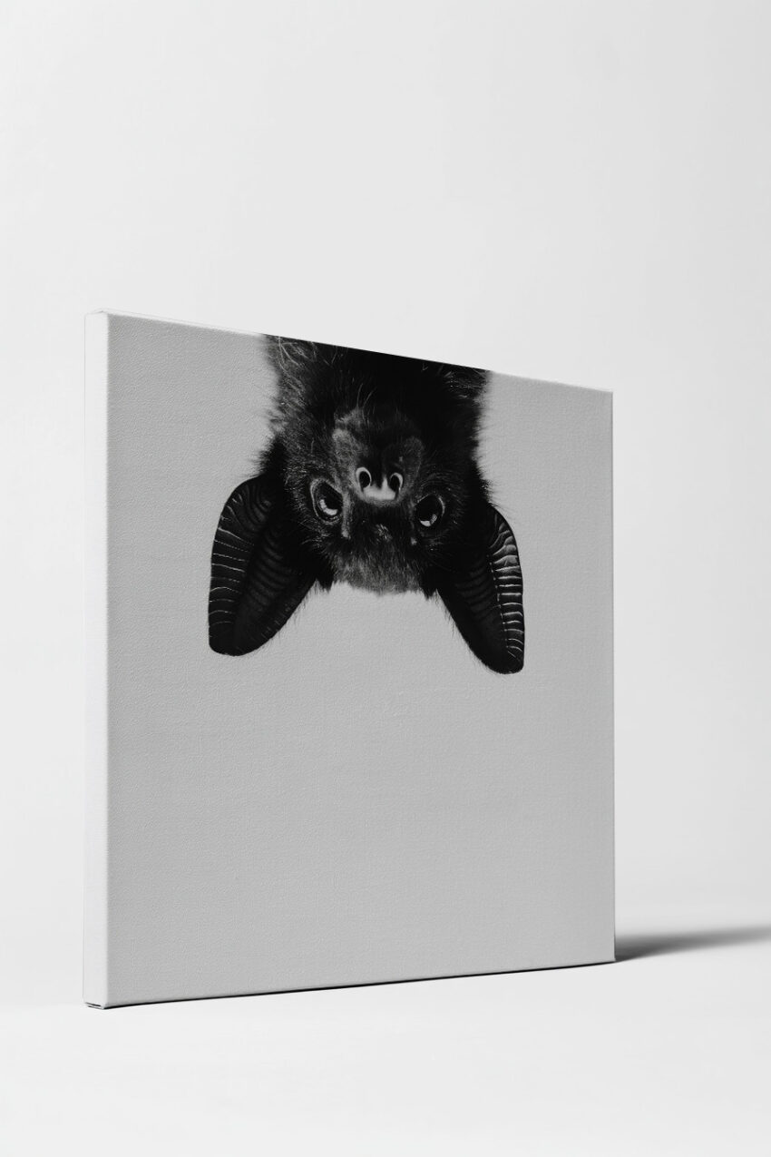 Fotografie Poster Fledermaus Kopf schwarz-weiß minimal