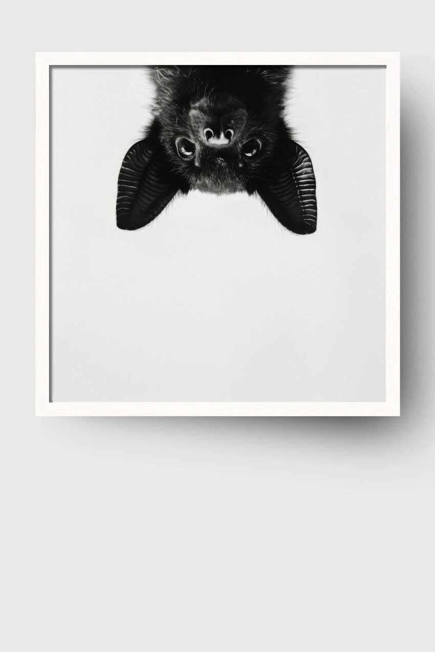 Fotografie Poster Fledermaus Kopf schwarz-weiß minimal