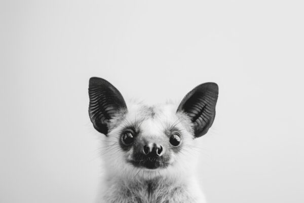 Fledermaus Leinwandbild