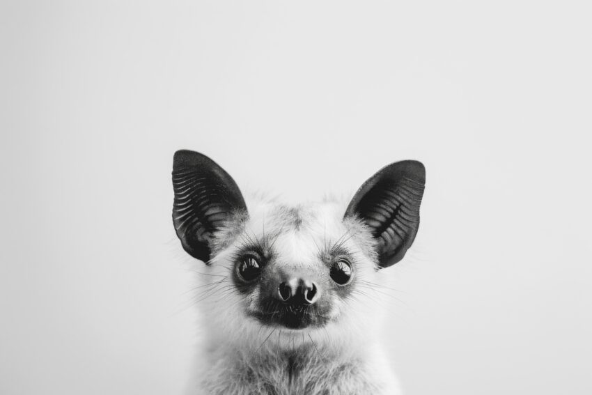 Fotografie Poster Fledermaus schwarz-weiß Nahaufnahme Kopf