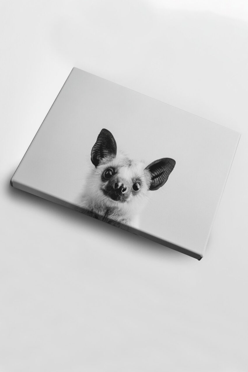 Fotografie Poster Fledermaus schwarz-weiß Nahaufnahme Kopf