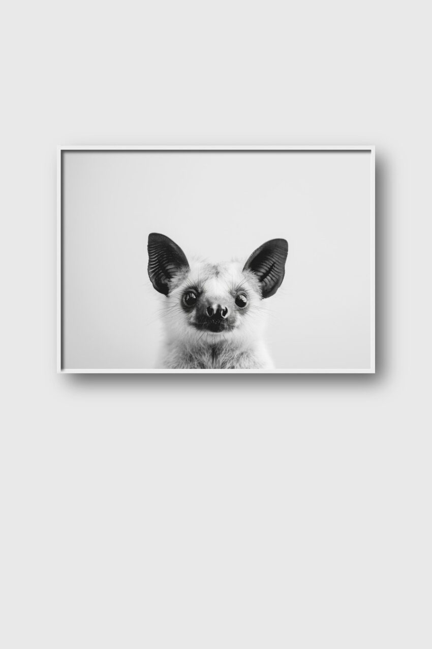 Fotografie Poster Fledermaus schwarz-weiß Nahaufnahme Kopf