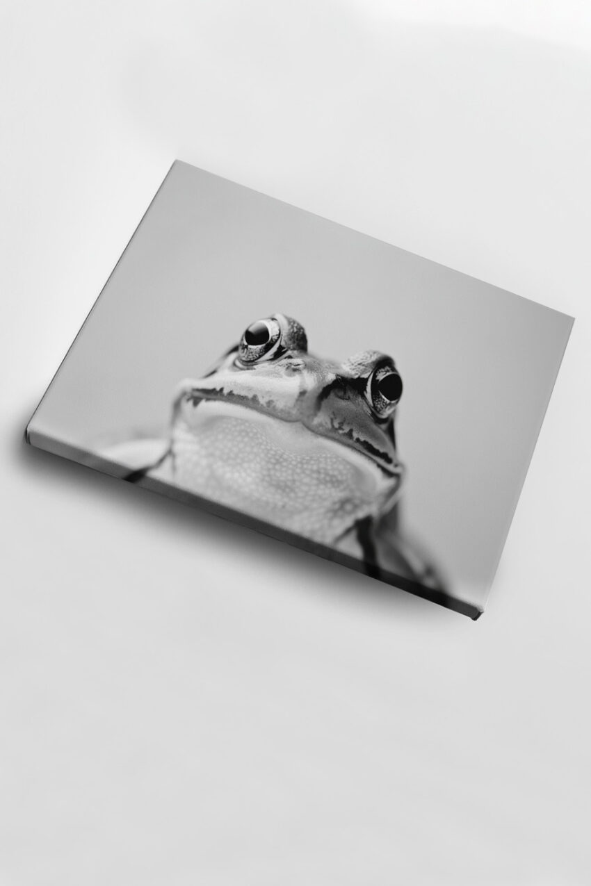 Fotografie Poster Frosch Nahaufnahme schwarz-weiß