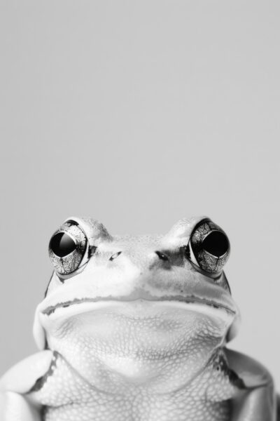Frosch Augen Nah Poster
