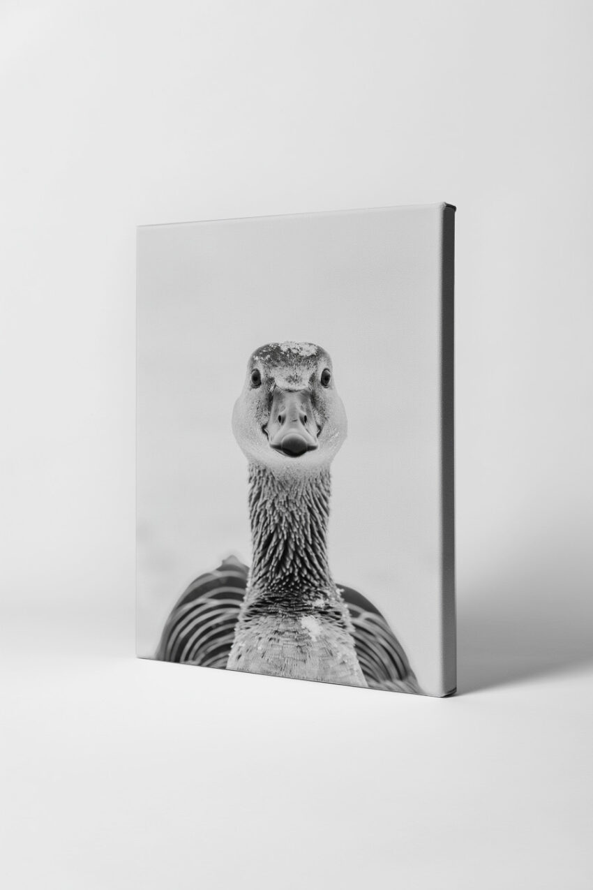 Fotografie Poster Gans intensiver Blick schwarz-weiß