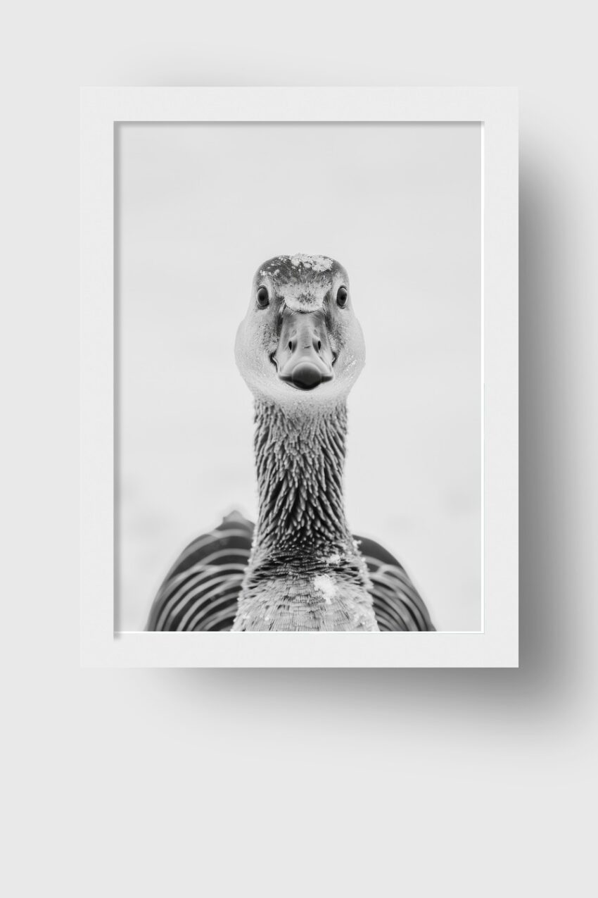 Fotografie Poster Gans intensiver Blick schwarz-weiß