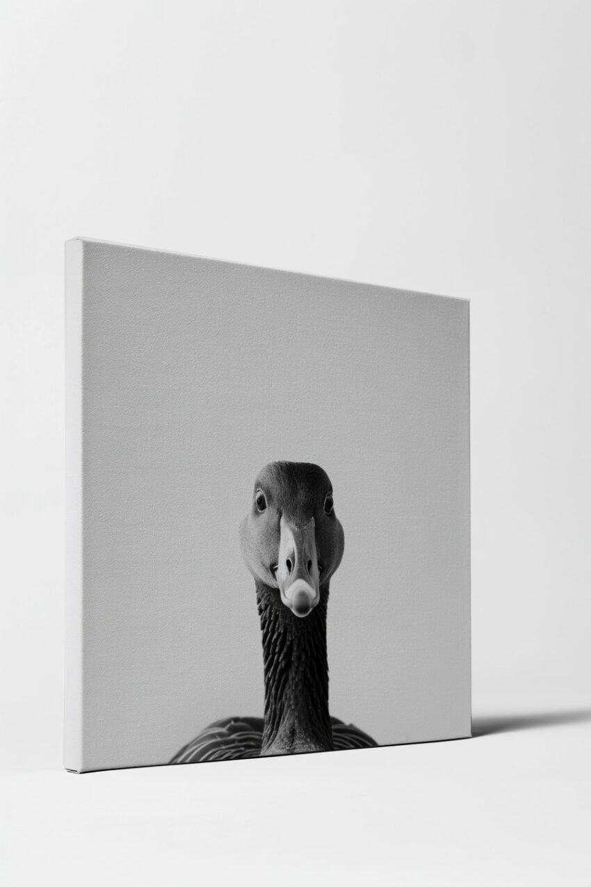 Fotografie Poster Stockente frontal schwarz-weiß