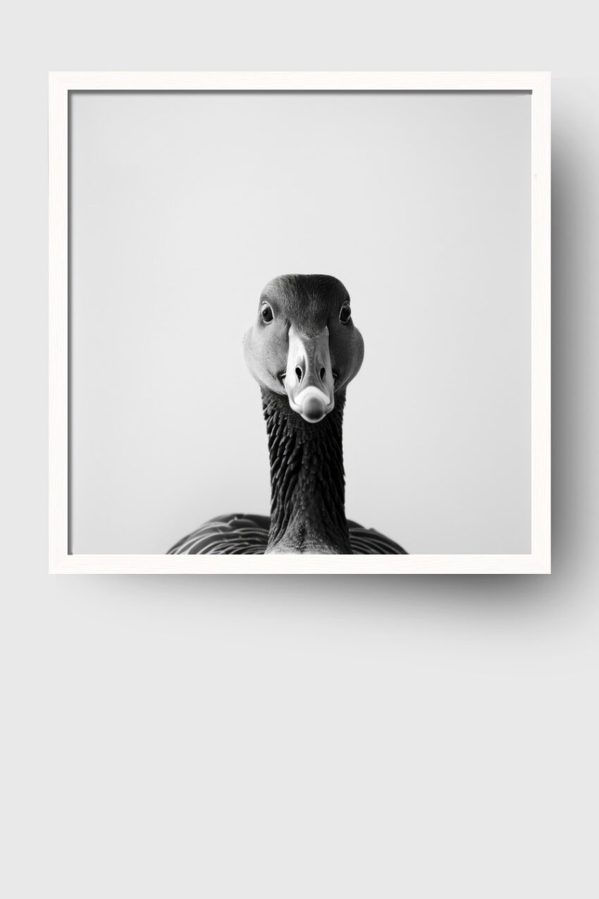 Fotografie Poster Stockente frontal schwarz-weiß