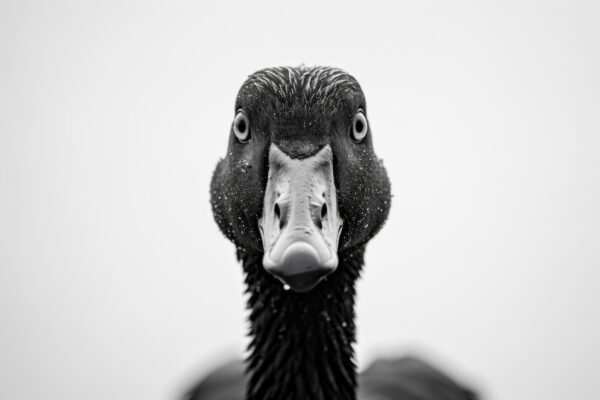 Ente Porträt Gerahmt