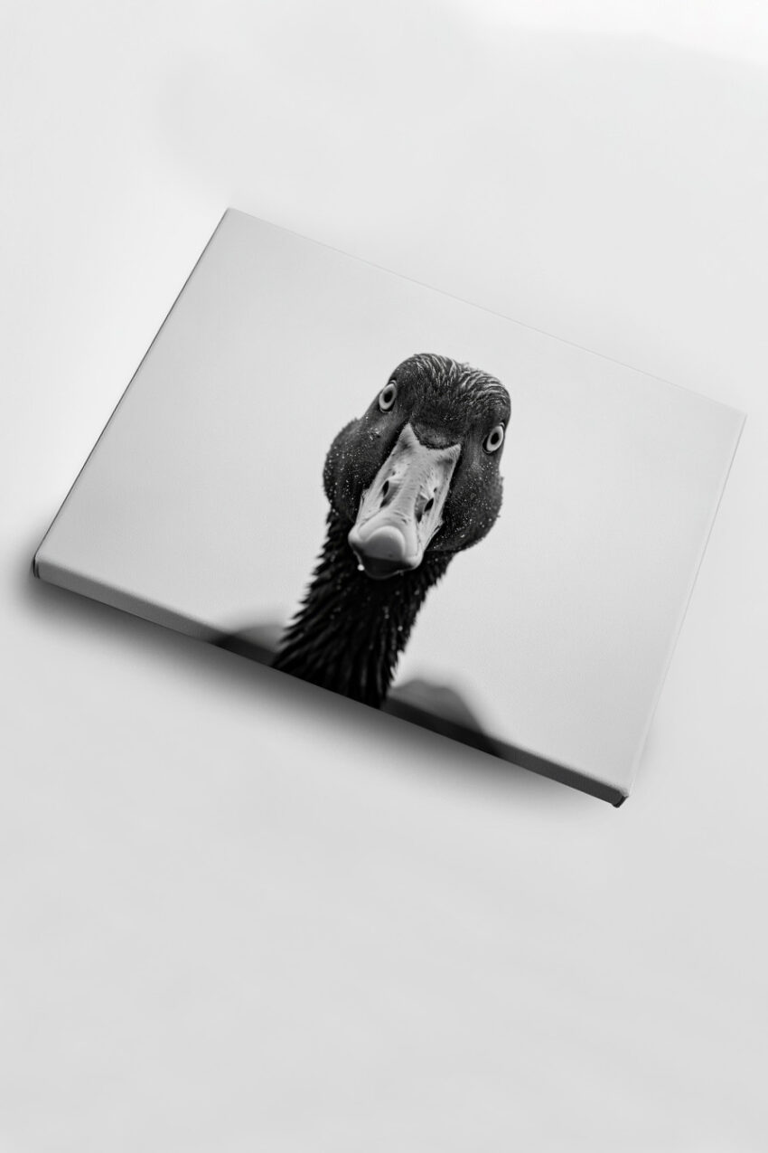 Fotografie Poster Ente frontal schwarz-weiß nah