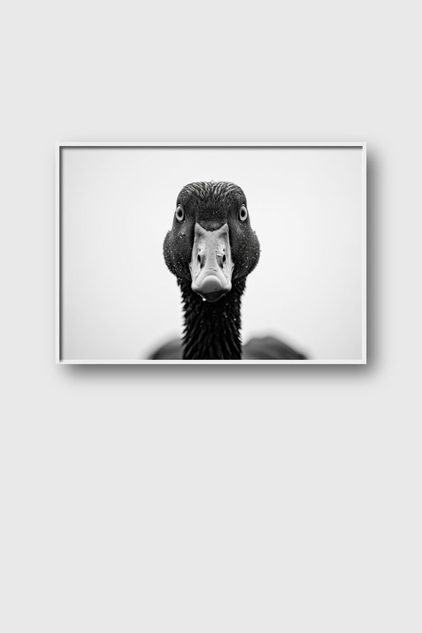 Fotografie Poster Ente frontal schwarz-weiß nah
