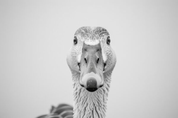 Ente Porträt Frontal Leinwandbild