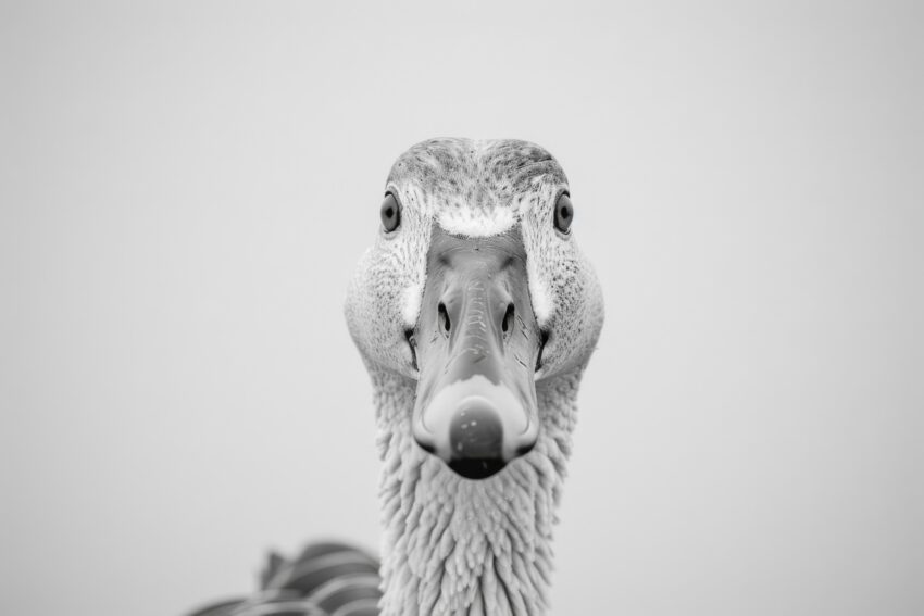 Fotografie Poster Ente frontal Schwarz-Weiß nah