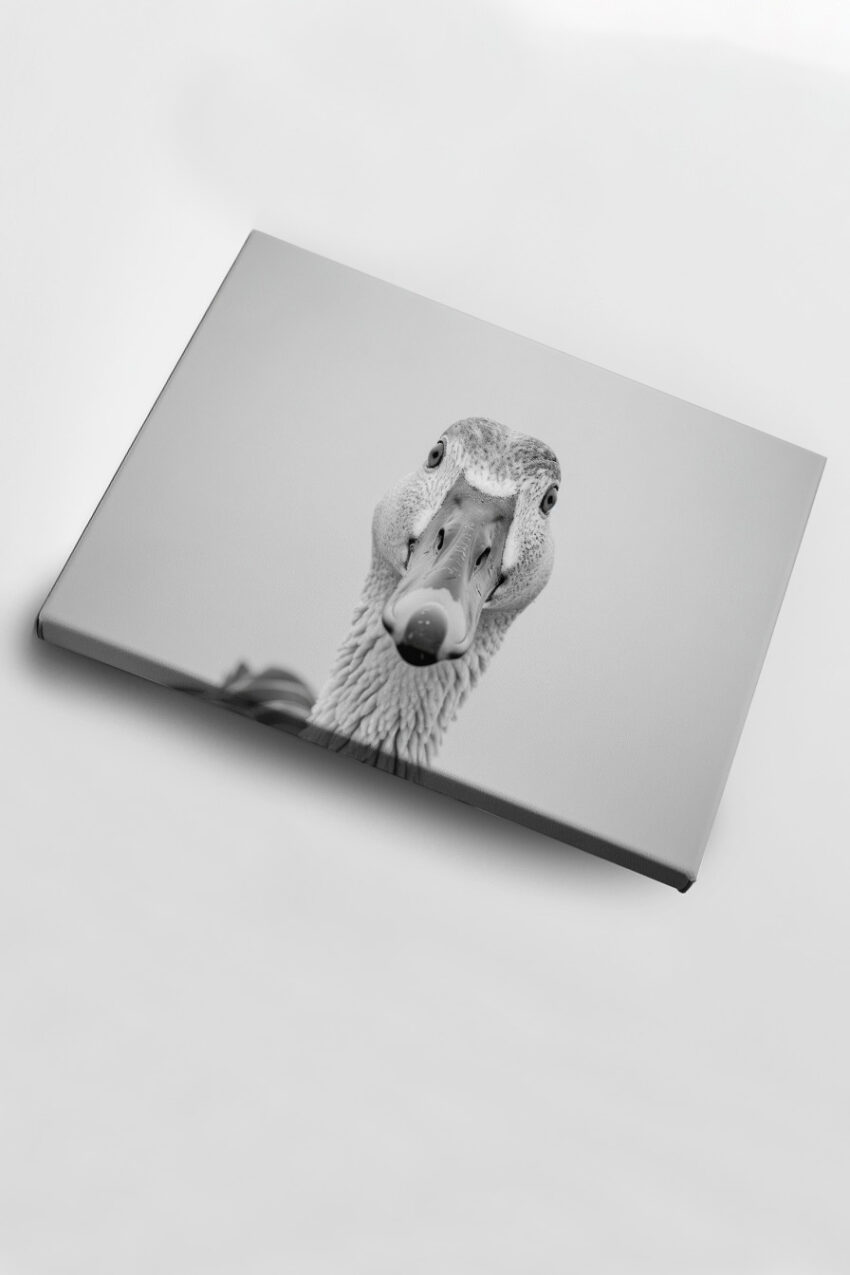 Fotografie Poster Ente frontal Schwarz-Weiß nah