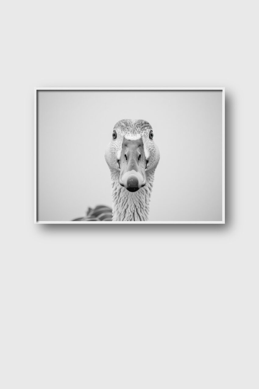 Fotografie Poster Ente frontal Schwarz-Weiß nah