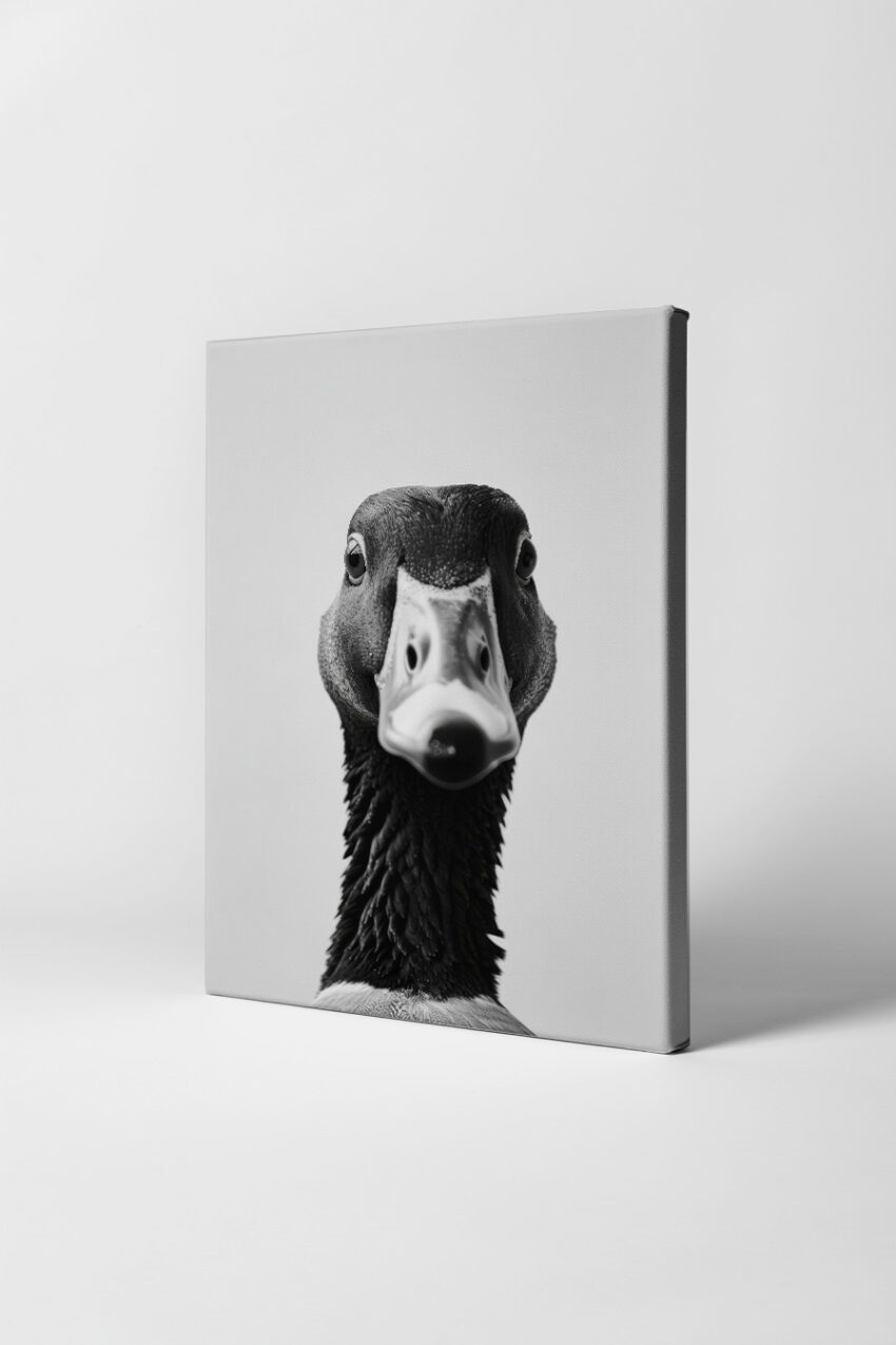 Fotografie Poster Stockente frontal schwarz-weiß