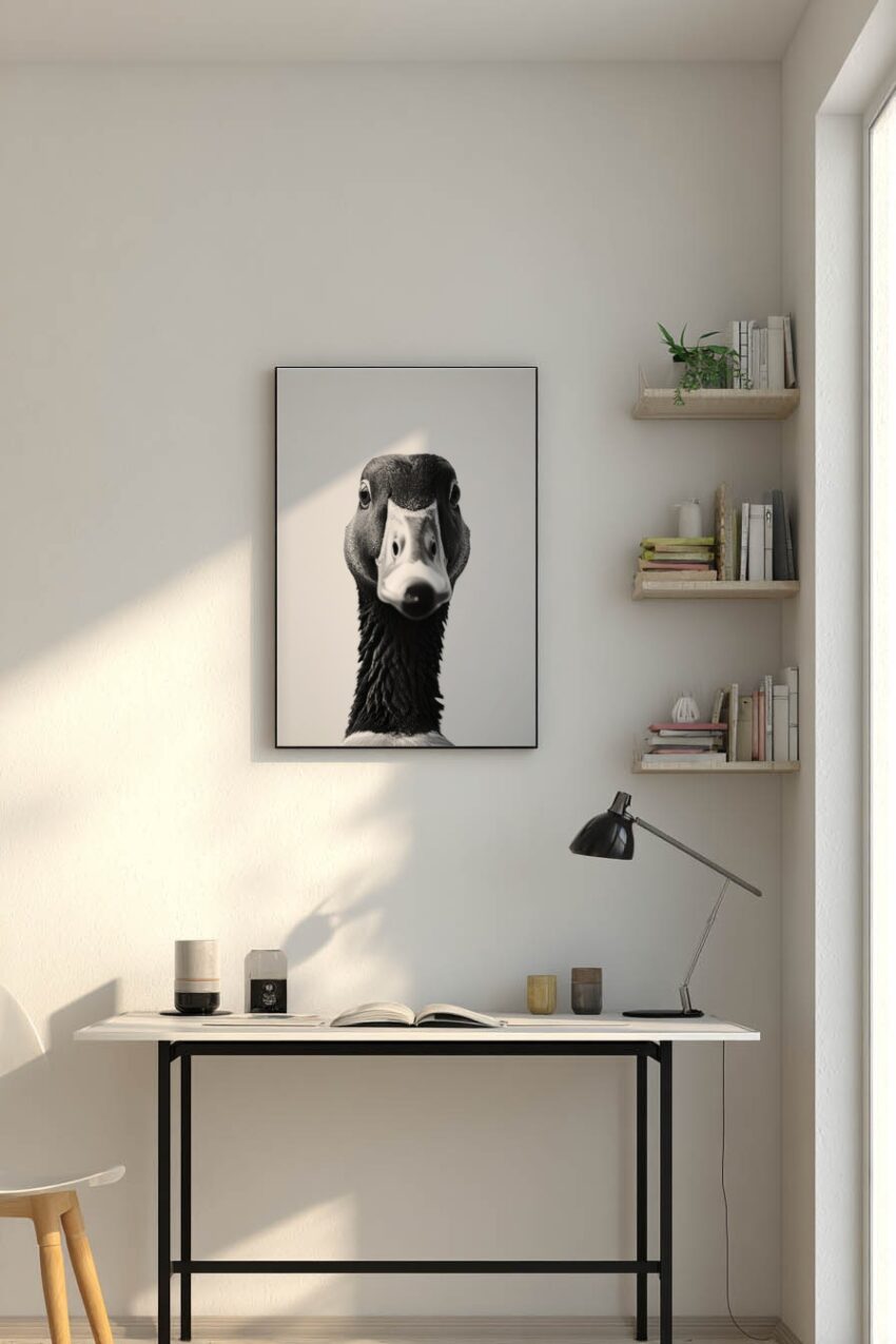 Fotografie Poster Stockente frontal schwarz-weiß