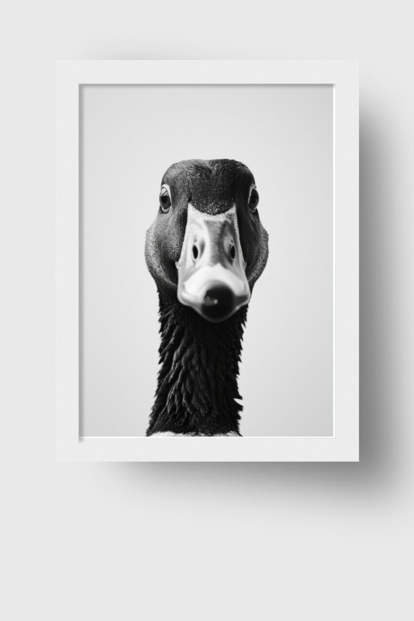 Fotografie Poster Stockente frontal schwarz-weiß
