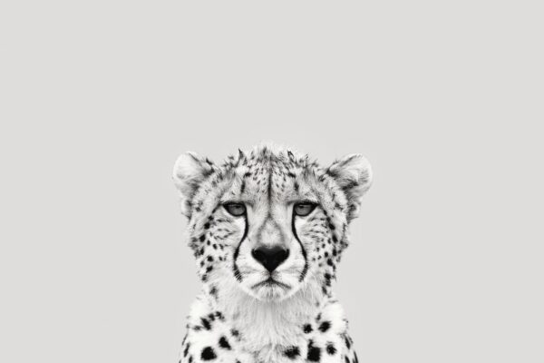 Gepard Nahaufnahme Leinwandbild