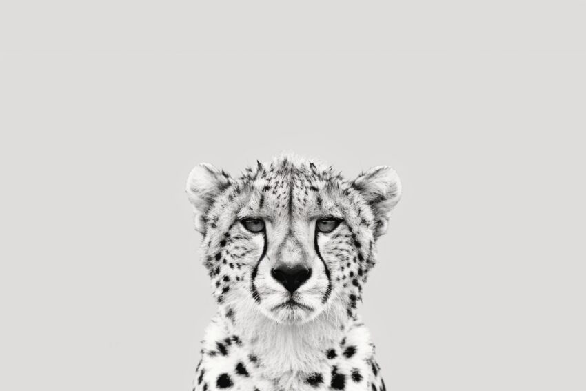 Fotografie Poster Gepard Nahaufnahme schwarz-weiß minimalistisch