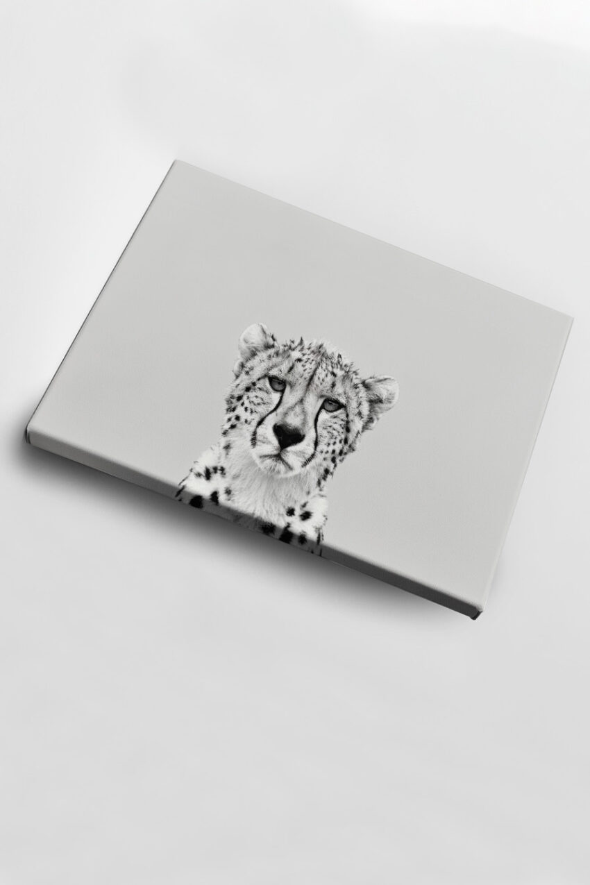 Fotografie Poster Gepard Nahaufnahme schwarz-weiß minimalistisch