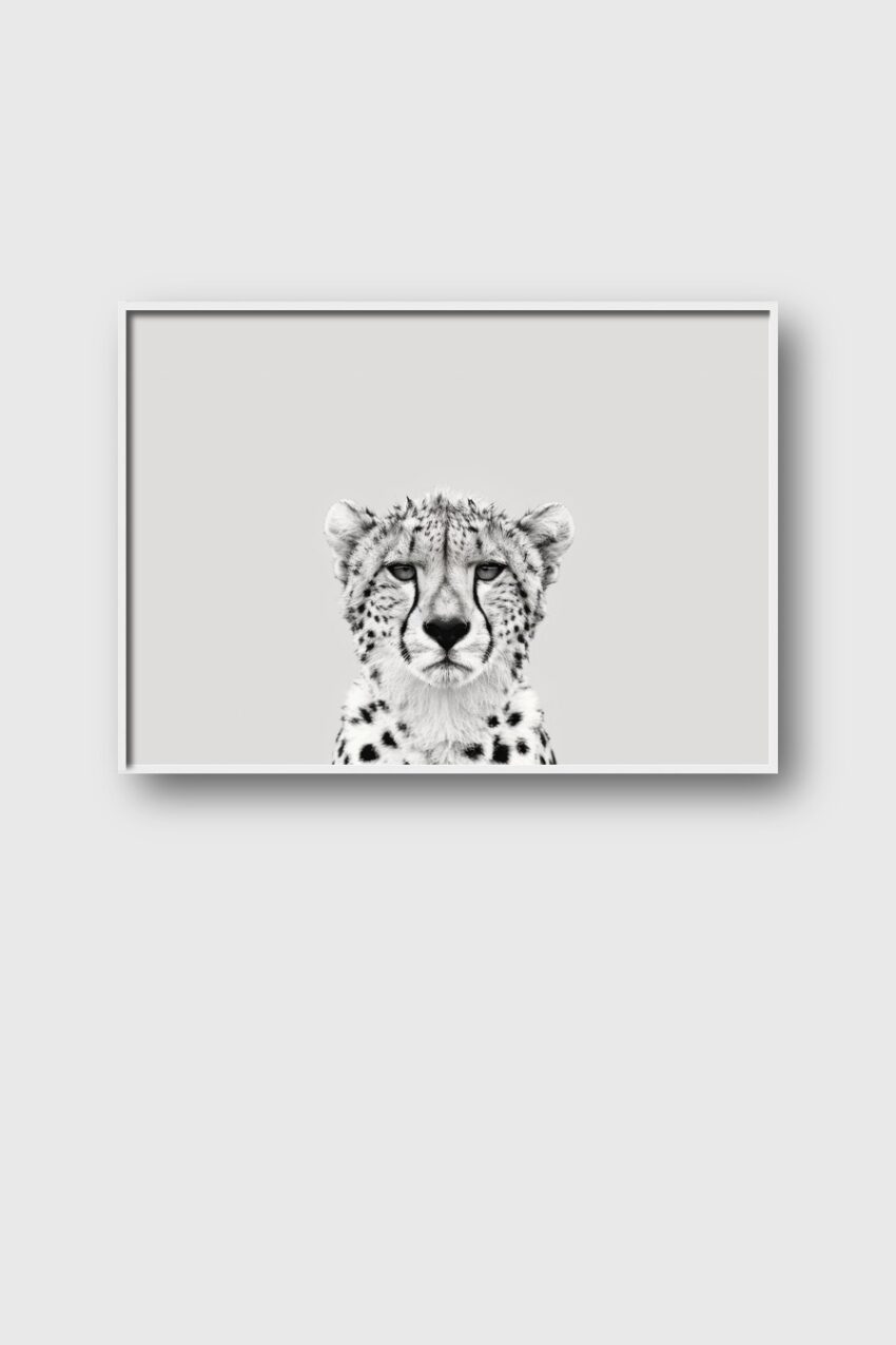 Fotografie Poster Gepard Nahaufnahme schwarz-weiß minimalistisch