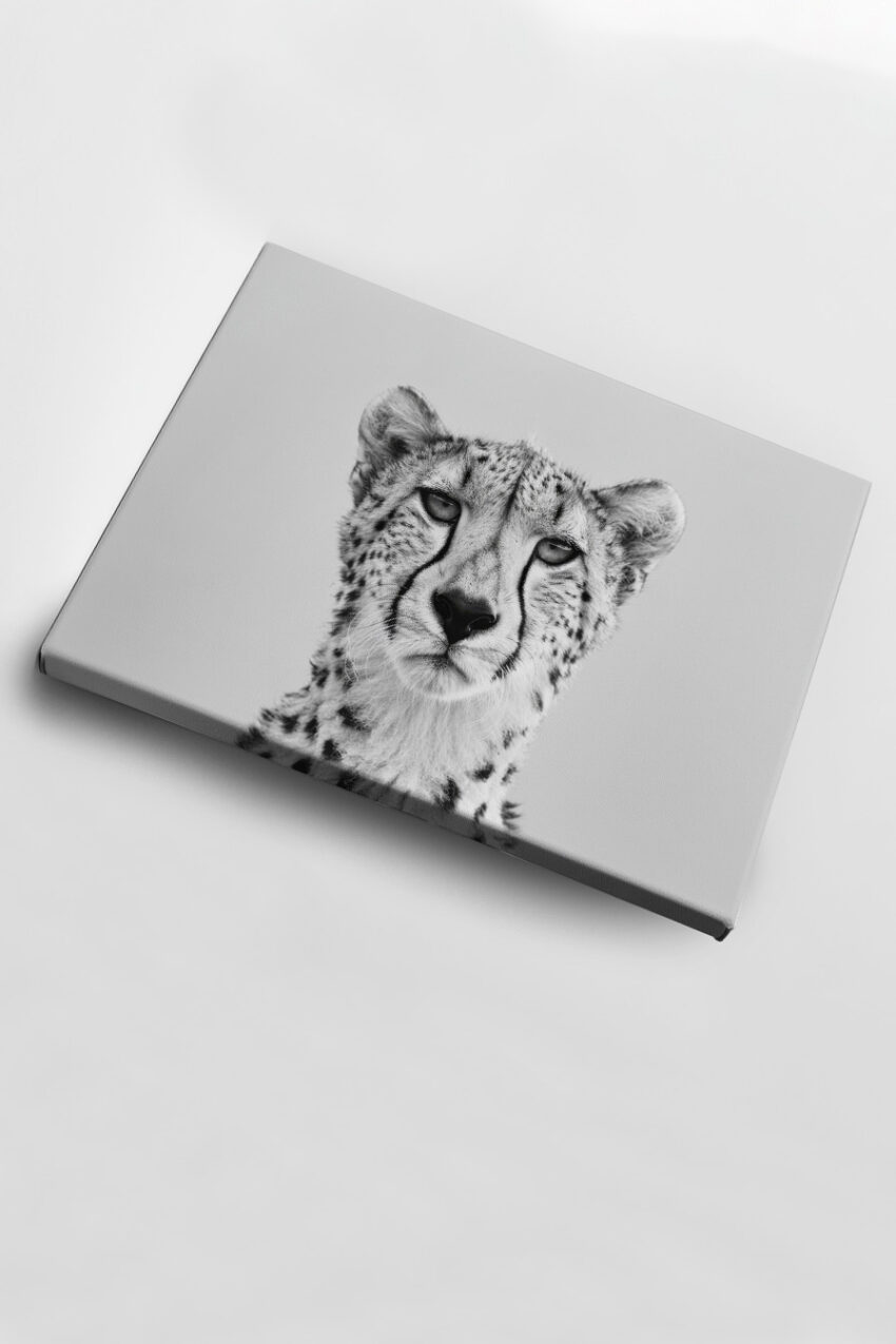 Fotografie Poster Gepardenkopf schwarz-weiß intensiv