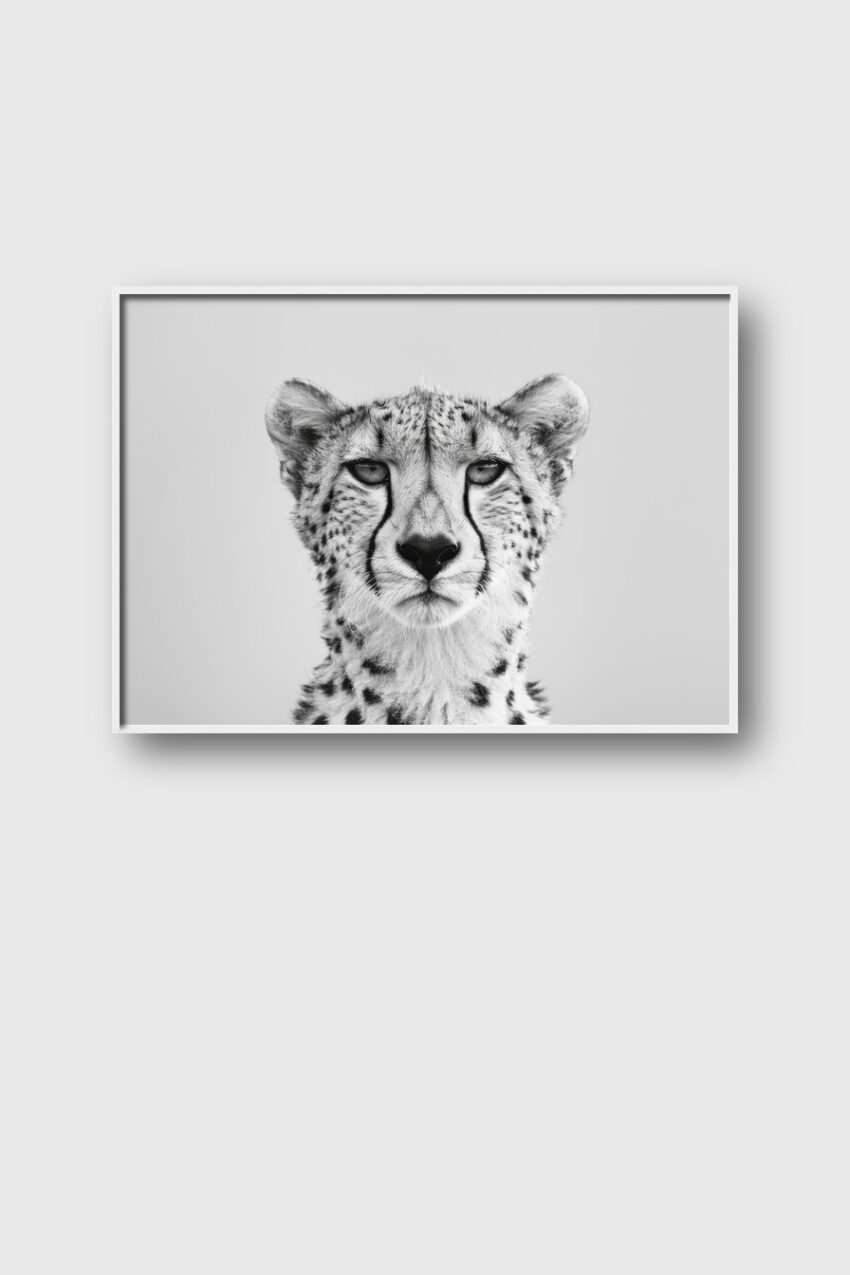 Fotografie Poster Gepardenkopf schwarz-weiß intensiv