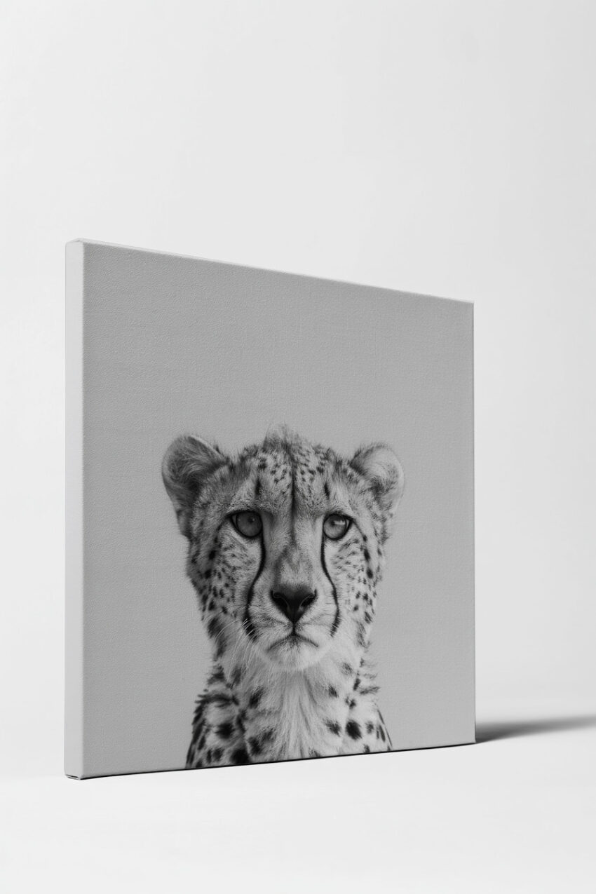 Fotografie Poster Gepard schwarz-weiß Nahaufnahme