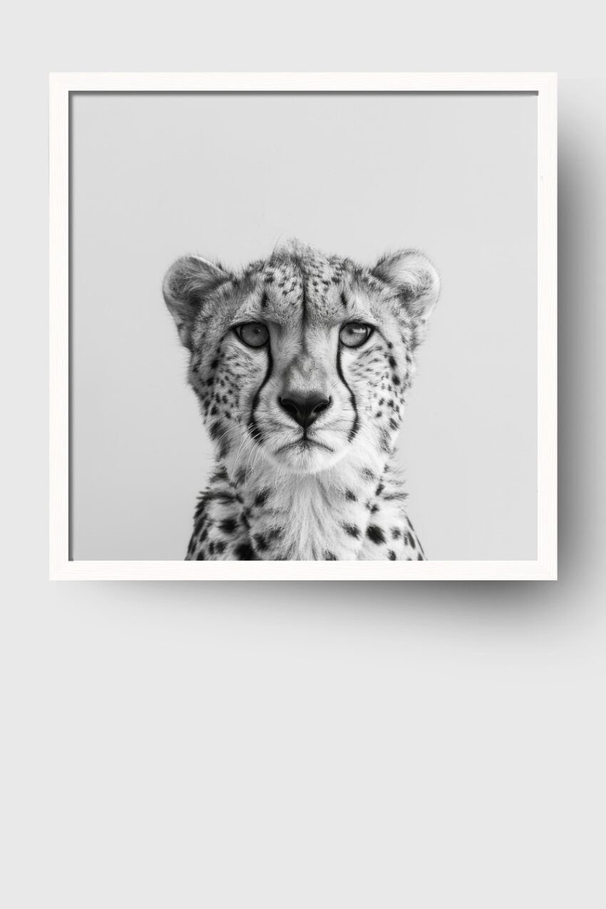 Fotografie Poster Gepard schwarz-weiß Nahaufnahme