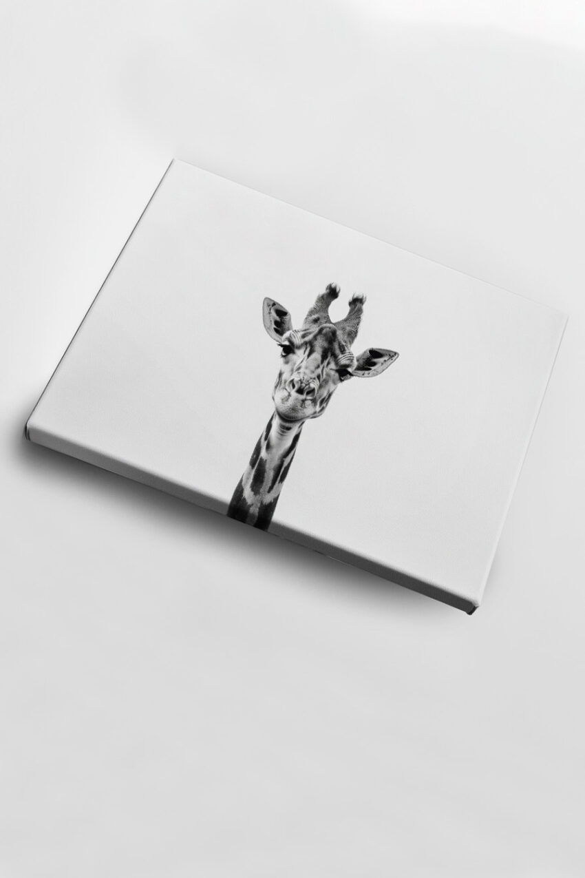 Fotografie Poster Giraffe frontal schwarz-weiß minimalistisch