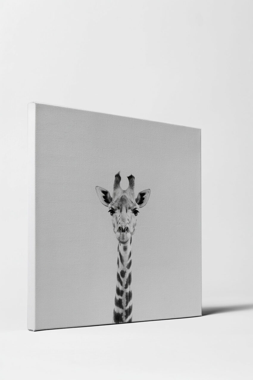 Fotografie Poster Giraffe schwarz-weiß klar minimalistisch