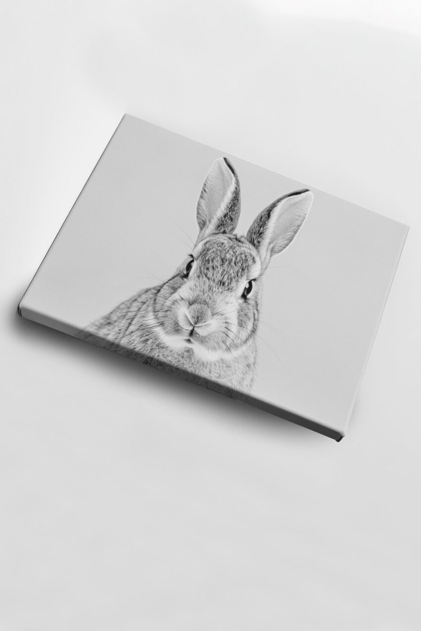 Fotografie Poster Kaninchen Schwarz-Weiß frontal Nahaufnahme