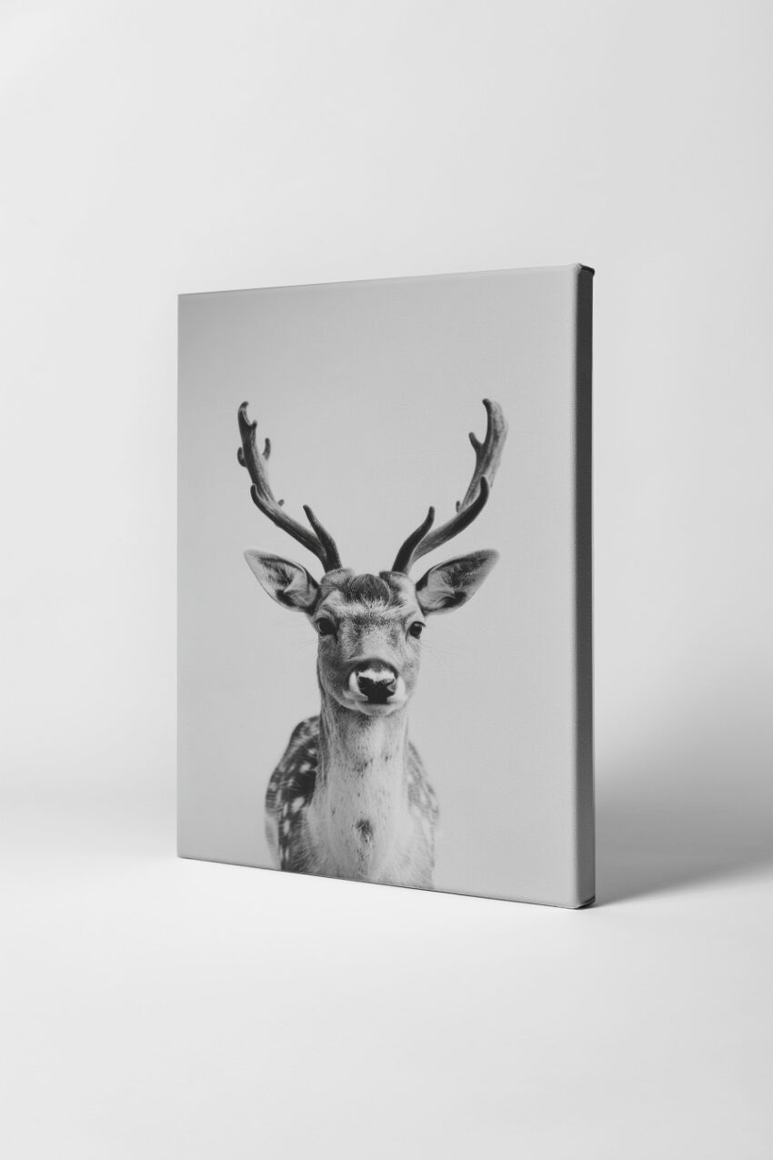 Fotografie Poster Damhirsch Kopf frontal schwarz-weiß