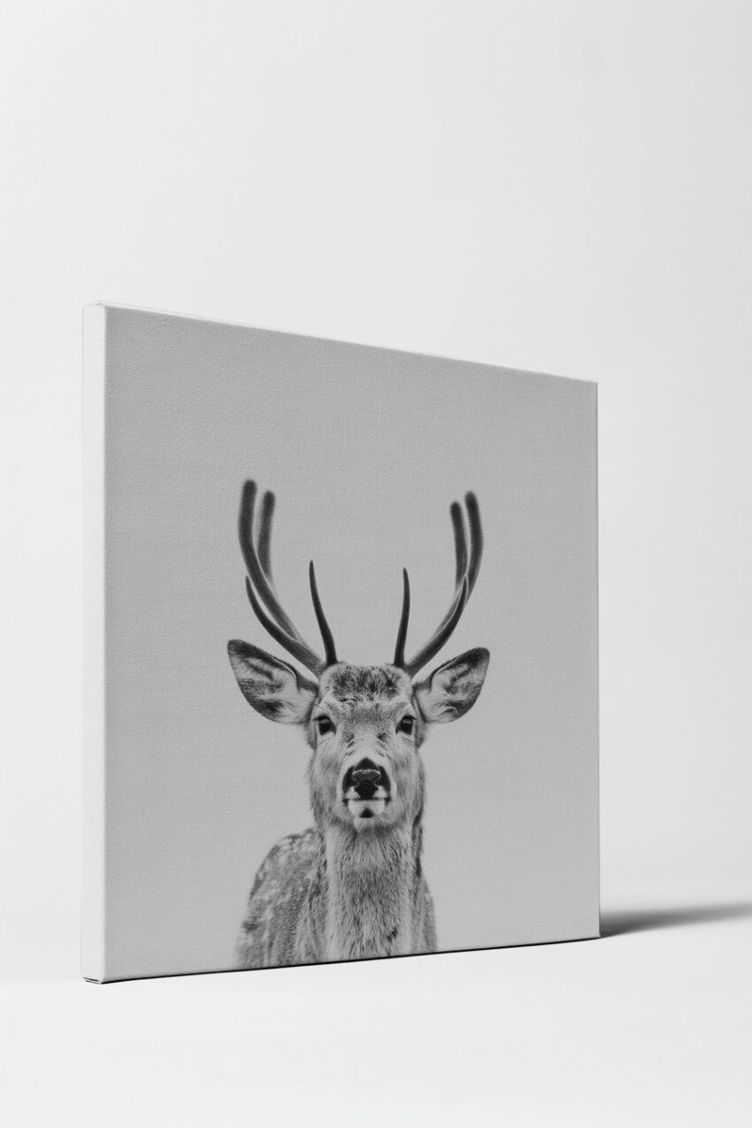 Fotografie Poster Hirsch samtgeweih schwarz-weiß