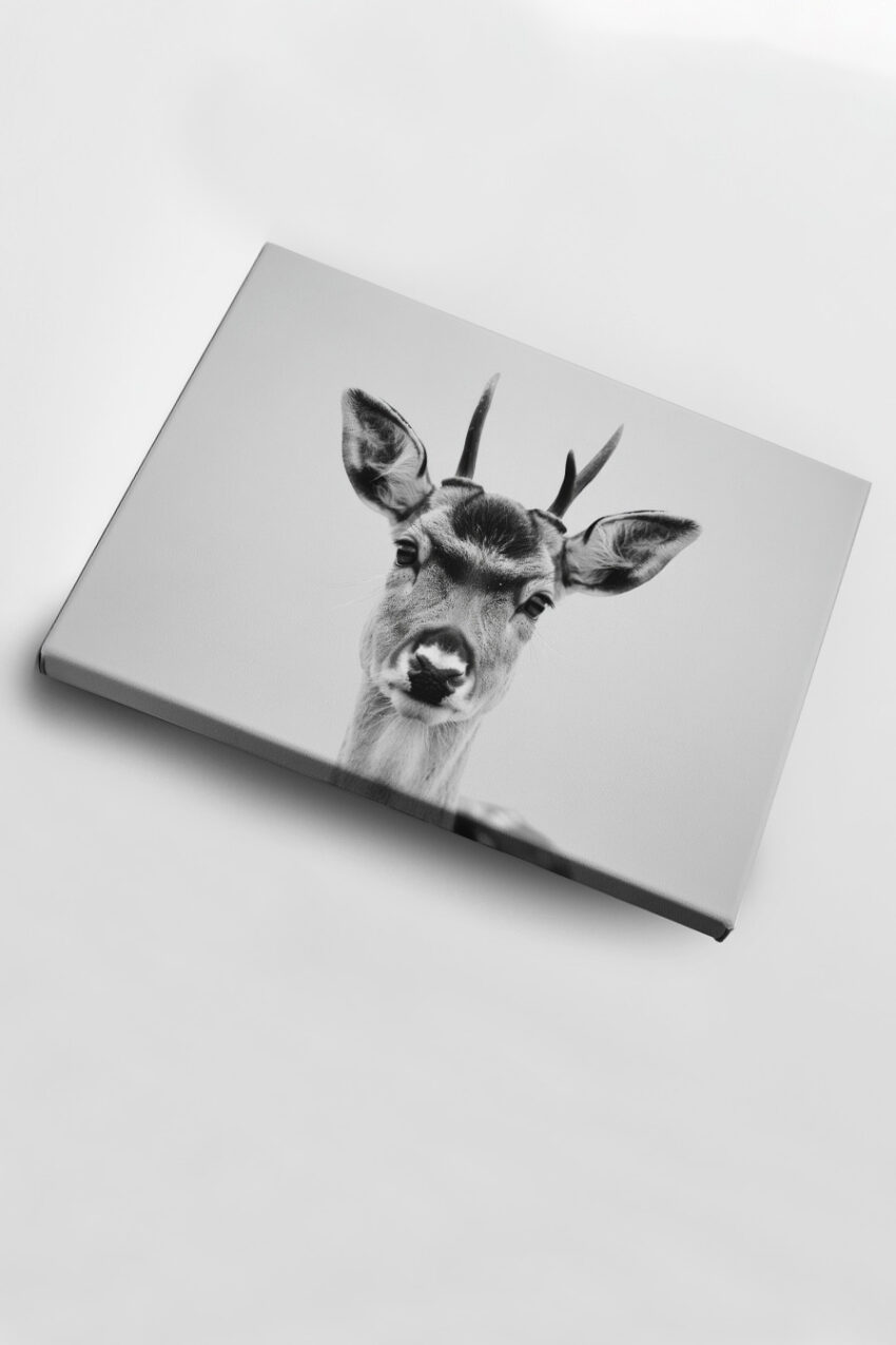 Fotografie Poster Hirsch frontal schwarz-weiß minimalistisch