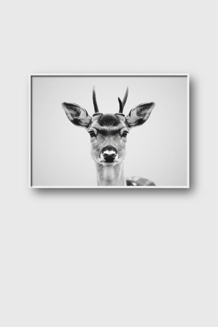 Fotografie Poster Hirsch frontal schwarz-weiß minimalistisch