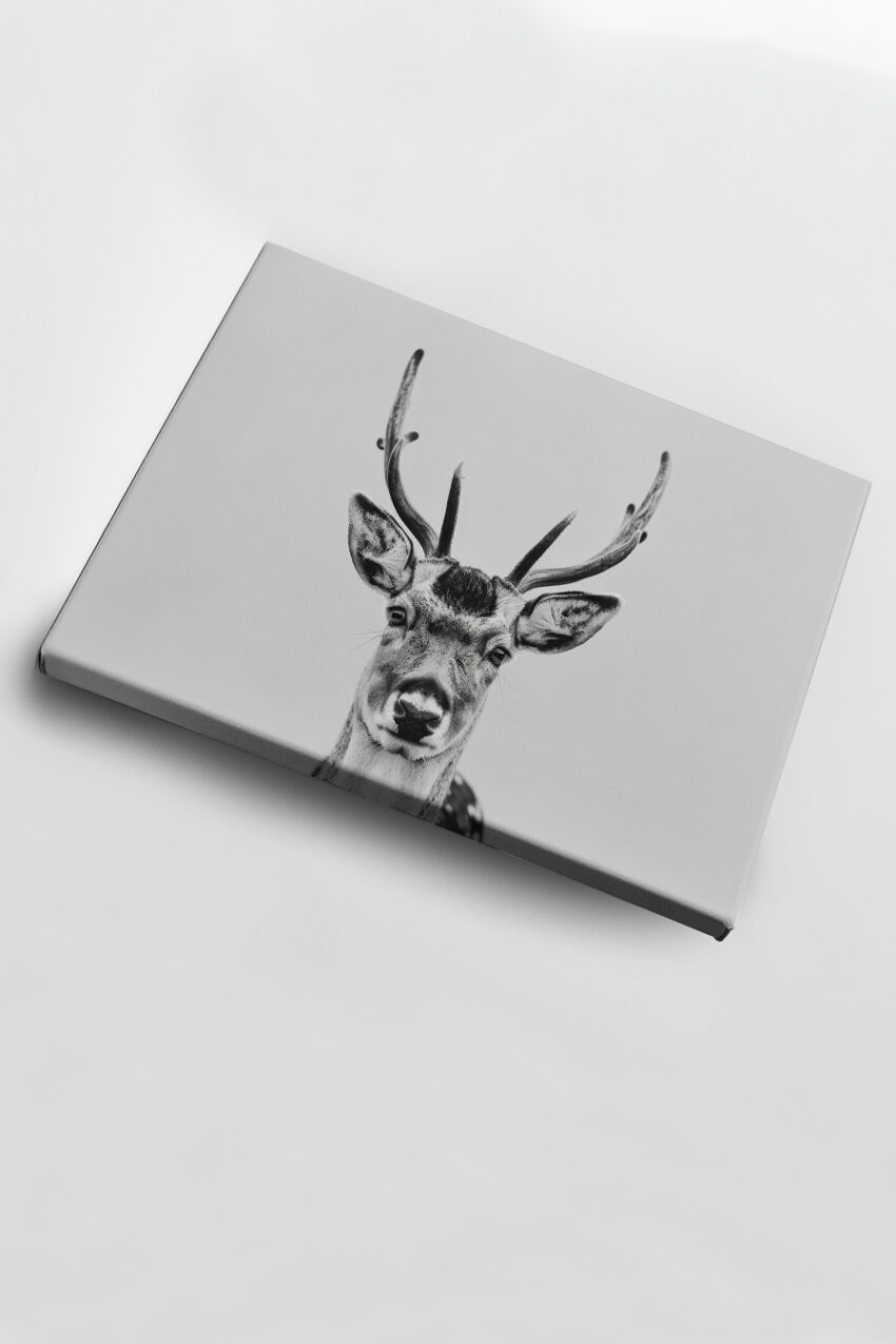 Fotografie Poster Damhirsch Porträt schwarz-weiß