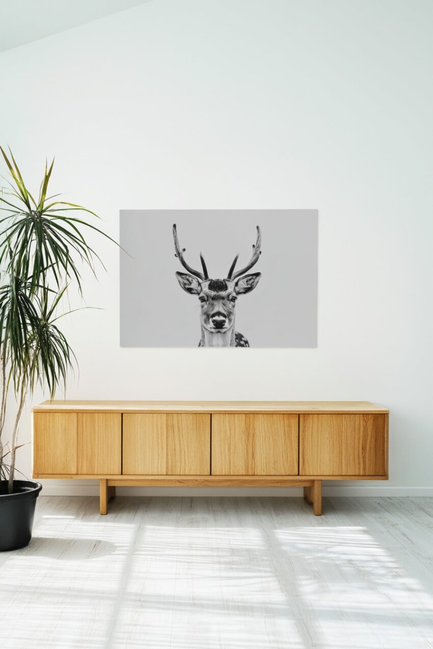 Fotografie Poster Damhirsch Porträt schwarz-weiß