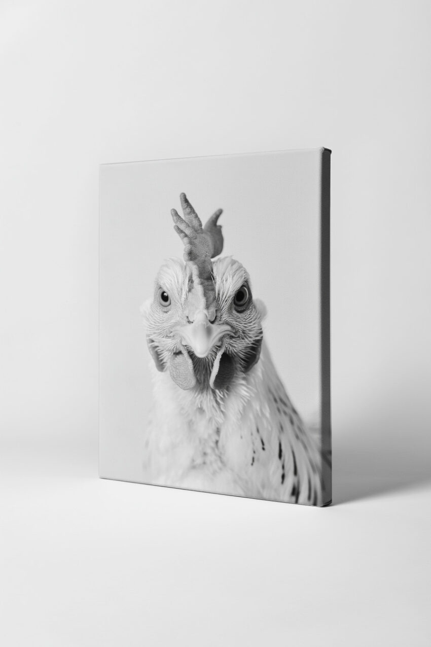 Fotografie Poster Huhn Porträt schwarz-weiß Nahaufnahme