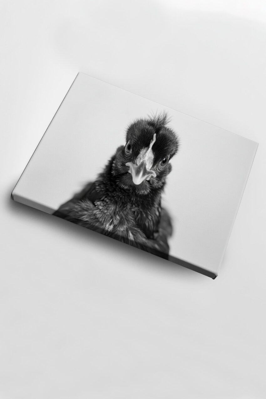 Fotografie Poster Huhn frontal schwarz-weiß