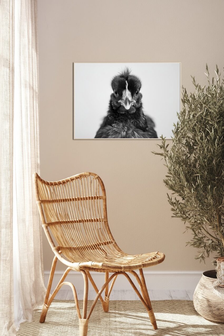 Fotografie Poster Huhn frontal schwarz-weiß