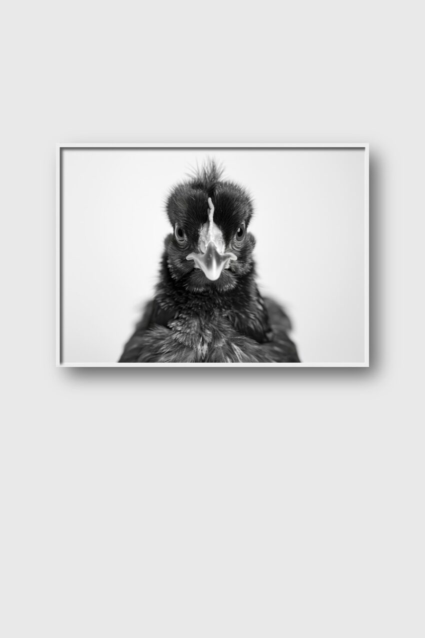 Fotografie Poster Huhn frontal schwarz-weiß